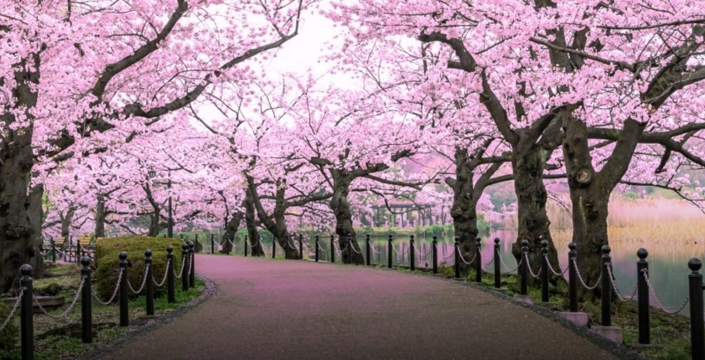 shillong cherry blossom