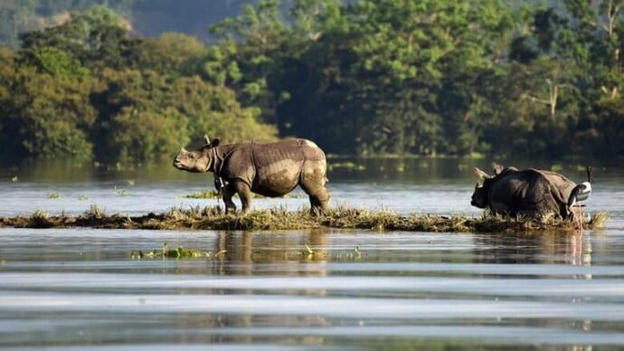 a rhinoceros standing on grass in water